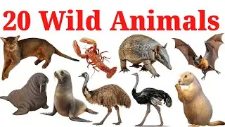 20 Wild Animals for kids | Learn Animal Names With pictures in English