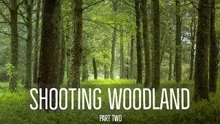 WOODLAND Photography | Texture LIGHT & Colour | Part Two