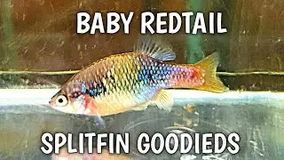 Baby Redtail Splitfin Goodieds!!!