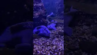 Funny fishes #Wolffish #Wolfeel #Морскойволк #зубатка #AtlanticWolffish