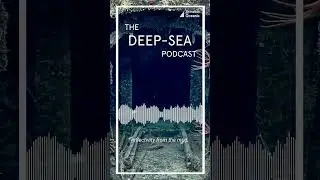 STUMBLING ACROSS A SHIPWRECK?!