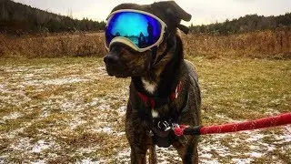 REX SPECS Review