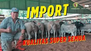 Kambing Burja Impor Boer, Red Boer, Dorper Type 5, dan Texel kualitas Juara !!