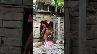 #poultryfarming #amrohyassel #aseelmurga #aseelfarming #trendingvideo #fryou