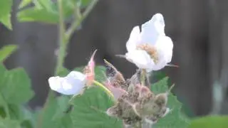 Canon XF100 Test Footage First Footage