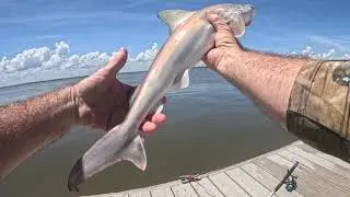 Jekyll Island Pier and Dock Fishing. Sharks, Stingrays, and seeing Dolphins.