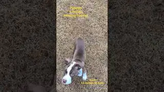 Puppy's Basic training. 4 months puppy.