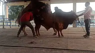 Semen collection of Sahiwal bull is done properly in artificial vagina at our premises