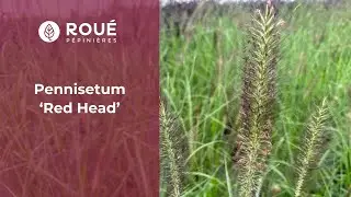 D&eacute;couvrez le Pennisetum 'Red Head' ! (caract&eacute;ristiques et associations)