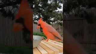 Cardinal sneak attack on a Goldfinch