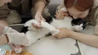 鍼治療を5回も耐え抜いた麻痺の猫、その強さと忍耐に涙が溢れる