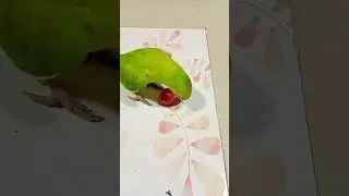 mithu baby😘 talking 🦜