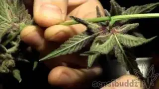 Beautiful Purple Flowers AlienOG (TahoeOGxAlienTechnology)