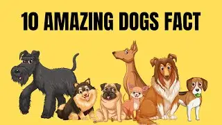 Top 10 Dog Facts That Will Amaze You