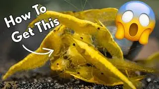 How To Breed Endless Cherry Shrimp