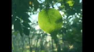 BLACKMAGIC CAM APP TEST | iPhone 13 | Open gate 4:3
