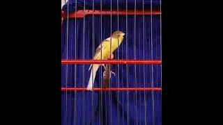 Training canary || pancingan kenari malas bunyi #shorts#canary#canarysongs#trainingcanary