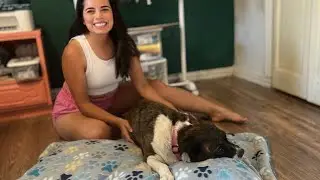 Walmart $2 Blanket-DIY Dog Bed-Easy and Affordable!