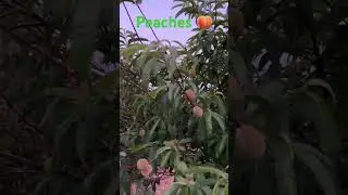 Sweet and Juicy Delights: The World of Peaches 🍑 #ytshorts #fruits #peach #california #nature