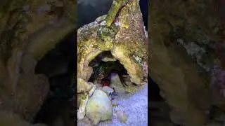 How many punch will my one hand mantis shrimp breaking the crab claw #mantisshrimp #shorts  #crab