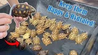 How to Bathe / Soak Your Tortoise and Keep Them Well Hydrated!