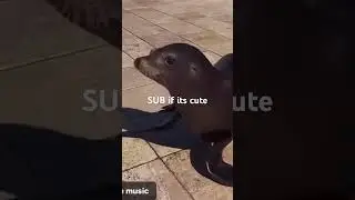 WAIT THEY DONT LOVE ME LIKE I LOVE YOU(not my video)