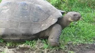 Giant tortoise walking