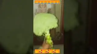 #viral 🔥 in India 🥰🥰#trend  broccoli flower#viral short🙏🙏