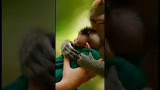 &ldquo;Lost Baby Monkey Returned to Its Mother &mdash; The Reunion Will Melt Your Heart&rdquo;