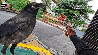 Slingshot hunting bird pest control | Berburu burung gagak pakai ketapel | Lastik basmi burung gagak