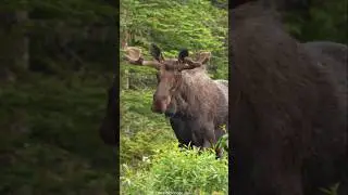 Bull Moose June Antler Growth