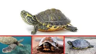 turtle | Species, Classification, & Facts