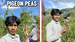 HARVEST DAYFRESH FARM PRODUCE || HARVESTING PIGEON PEAS || DAY IN THE FIELD