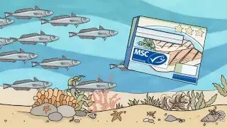 Que signifie le label MSC ? 2 - Des esp&egrave;ces et habitats marins pr&eacute;serv&eacute;s pour le futur