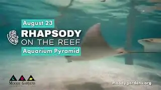 Moody Gardens Rhapsody on the Reef
