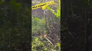 What happen? 🐶😅🥲🤫 #shorts #viral #trending #youtubeshorts #shortsfeed #morning #subscribe