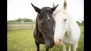 Leave a Legacy to The Horse Trust for Their Future