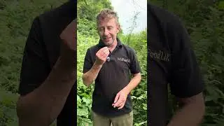 Spiciest plant in the country?? Maybe :) #wildfooduk #foragingcourses #foraging #wildfood #wildplant