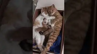 Cutest cat family expressing their core family value, LOVE!