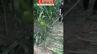 backpack brush cutter for maize harvesting