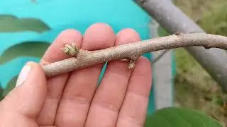 Cumbe  chirimoya QUE PASA?? si solo despuntas y no QUITAS LA HOJA en las RAMAS DE CHIRIMOYA