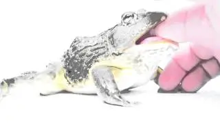 Pixie Frog Destroys Finger!