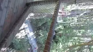 Me and my honey Jesse's amazing adventure to Myster trees sky walk BEST ADVENTURE EVERRRR