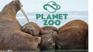 Walrus Habitat Speed build: Planet Zoo
