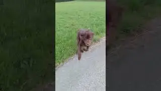 Our Labrador runs like a wild beast 🐕🤣 #doglover #labrador #dog #foryou #funny #fypシ #dogfunny #lol