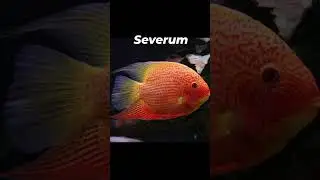 top 5 tank mates for oscar fish