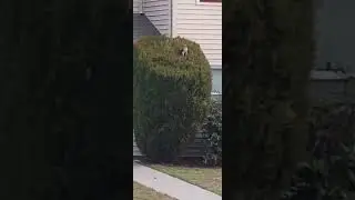 Coopers Hawk walking on bush and flying irratic stalking sparrows inside brush.