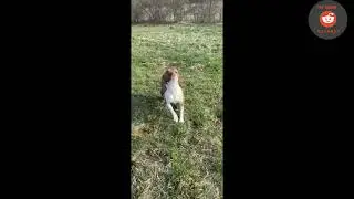 Snapping Turtle Scares Horse | FUNNY