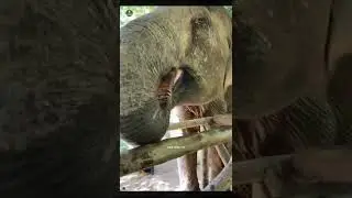 हाथी की सूंड एक स्ट्रो 🤔 | #Elephant #UntoldFacts #ElephantWorld