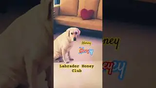Funny Honey Trance|See how I voice-over any music #labrador #shortsfeed #voiceover #voice #music